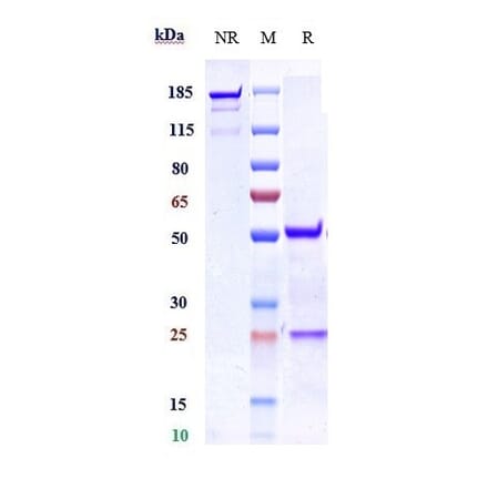 SDS-PAGE - Anti-CRTH2 Antibody [Research Grade Biosimilar] - Low endotoxin, Azide free (A323981) - Antibodies.com