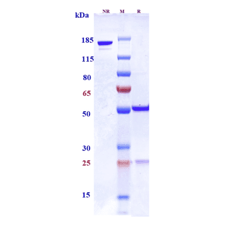 SDS-PAGE - Anti-CSF-1-R Antibody [LY3022855] - Low endotoxin, Azide free (A323982) - Antibodies.com