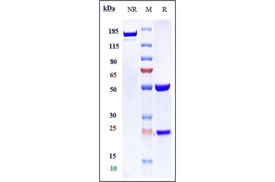 SDS-PAGE - Anti-CTLA4 Antibody [Research Grade Biosimilar] - Low endotoxin, Azide free (A323984) - Antibodies.com
