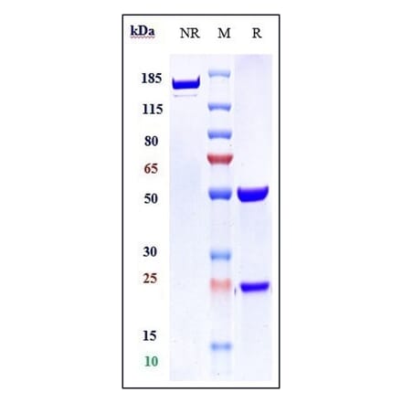 SDS-PAGE - Anti-CTLA4 Antibody [Research Grade Biosimilar] - Low endotoxin, Azide free (A323984) - Antibodies.com