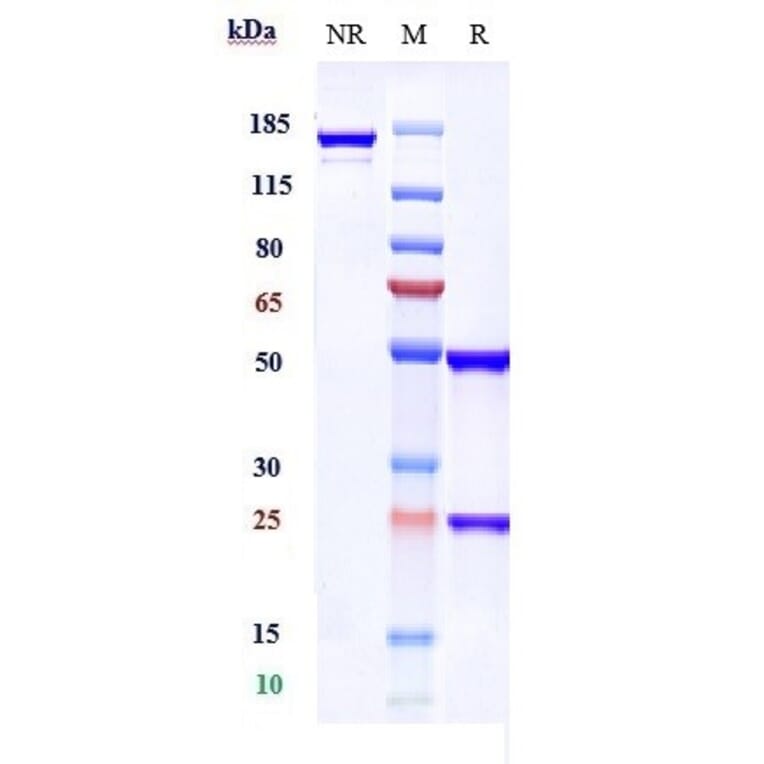 SDS-PAGE - Anti-CXCL9 Antibody [Research Grade Biosimilar] - Low endotoxin, Azide free (A323986) - Antibodies.com