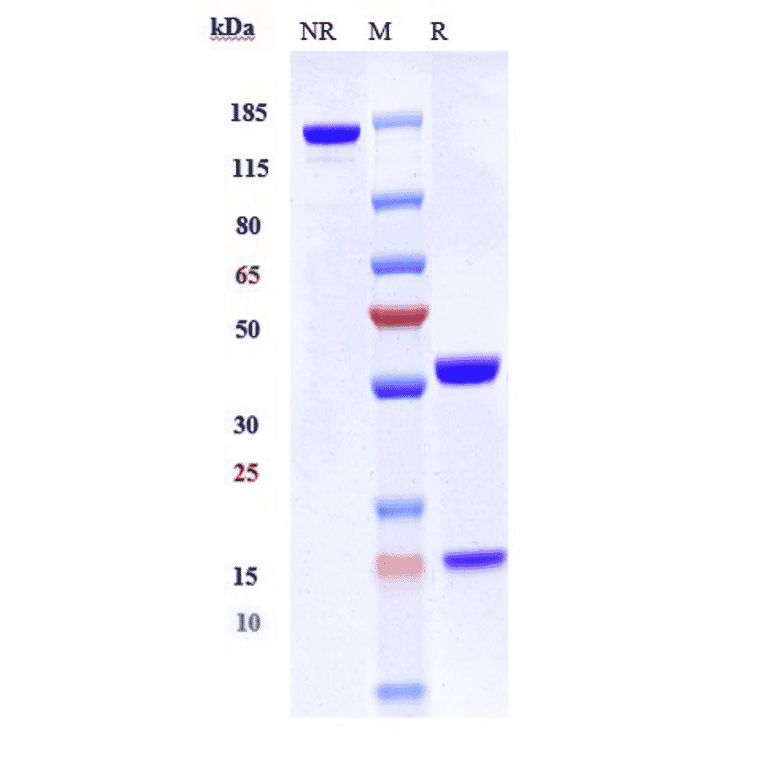 SDS-PAGE - Anti-CXCR4 Antibody [Research Grade Biosimilar] - Low endotoxin, Azide free (A323988) - Antibodies.com