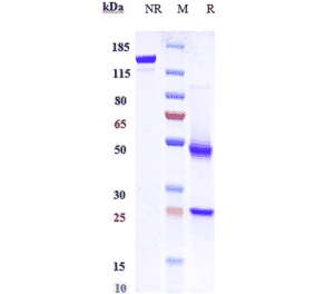 SDS-PAGE - Anti-CXCR5 Antibody [SAR113244] - Low endotoxin, Azide free (A323989) - Antibodies.com