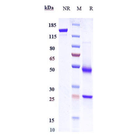 SDS-PAGE - Anti-CXCR5 Antibody [SAR113244] - Low endotoxin, Azide free (A323989) - Antibodies.com