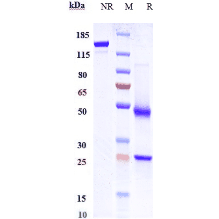 SDS-PAGE - Anti-CXCR5 Antibody [SAR113244] - Low endotoxin, Azide free (A323989) - Antibodies.com