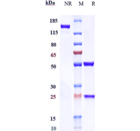 SDS-PAGE - Anti-DC-SIGN Antibody [Research Grade Biosimilar] - Low endotoxin, Azide free (A323992) - Antibodies.com