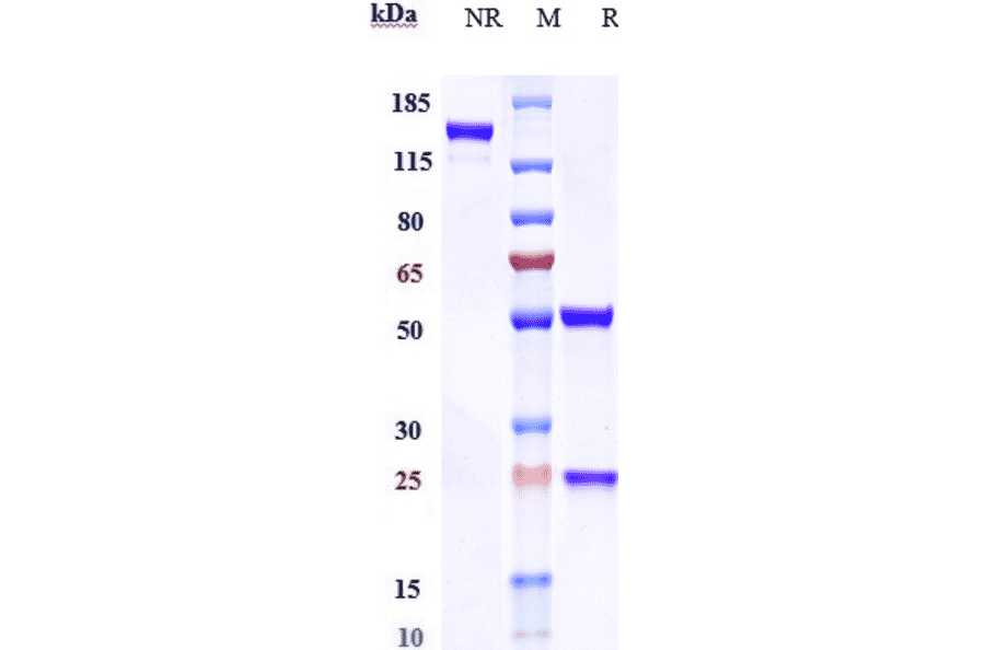 SDS-PAGE - Anti-DC-SIGN Antibody [Research Grade Biosimilar] - Low endotoxin, Azide free (A323992) - Antibodies.com