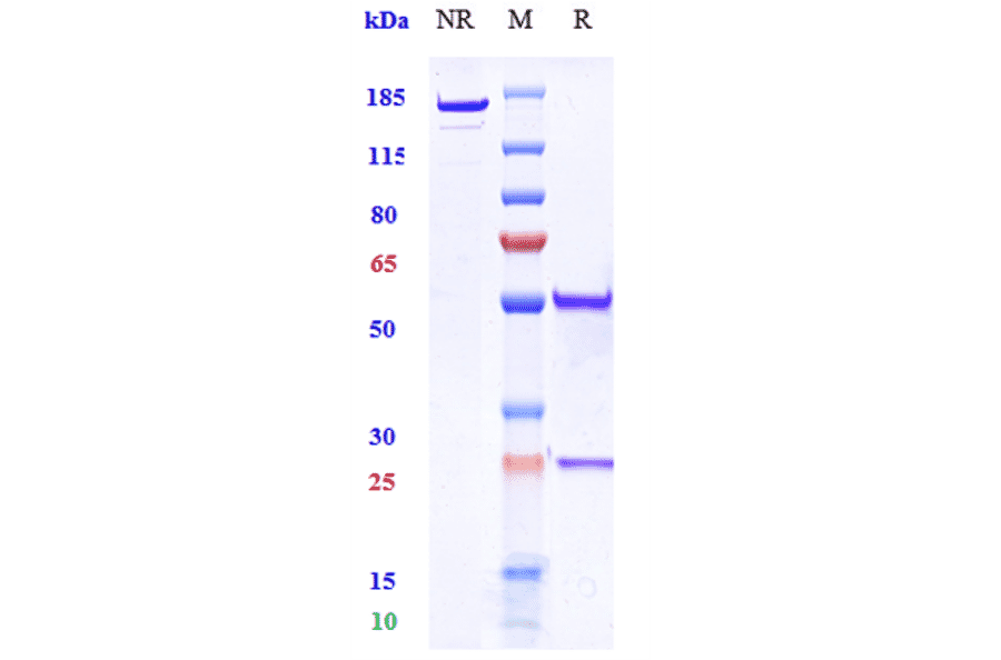 SDS-PAGE - Anti-DCSTAMP Antibody [Research Grade Biosimilar] - Low endotoxin, Azide free (A323993) - Antibodies.com