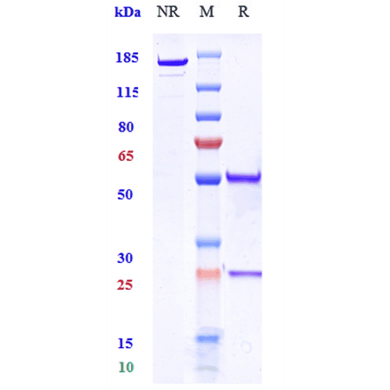 SDS-PAGE - Anti-DCSTAMP Antibody [Research Grade Biosimilar] - Low endotoxin, Azide free (A323993) - Antibodies.com