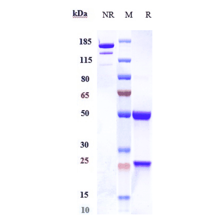 SDS-PAGE - Anti-Dectin-1 Antibody [Research Grade Biosimilar] - Low endotoxin, Azide free (A323994) - Antibodies.com