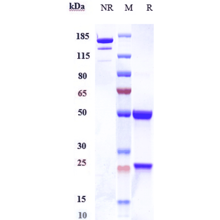 SDS-PAGE - Anti-Dectin-1 Antibody [Research Grade Biosimilar] - Low endotoxin, Azide free (A323994) - Antibodies.com
