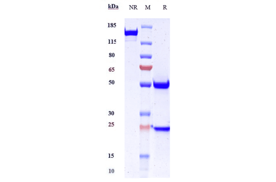 SDS-PAGE - Anti-Desmoglein 3/PVA Antibody [Research Grade Biosimilar] - Low endotoxin, Azide free (A323995) - Antibodies.com
