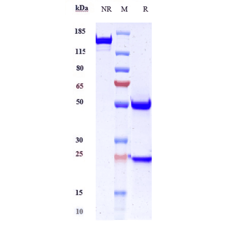 SDS-PAGE - Anti-Desmoglein 3/PVA Antibody [Research Grade Biosimilar] - Low endotoxin, Azide free (A323995) - Antibodies.com