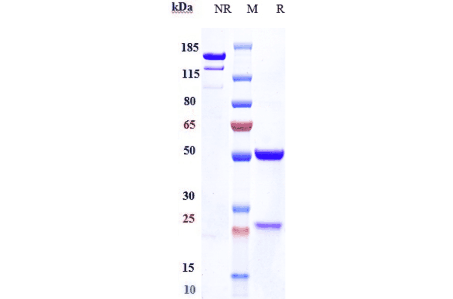 SDS-PAGE - Anti-DKK1 Antibody [BHQ880] - Low endotoxin, Azide free (A323996) - Antibodies.com
