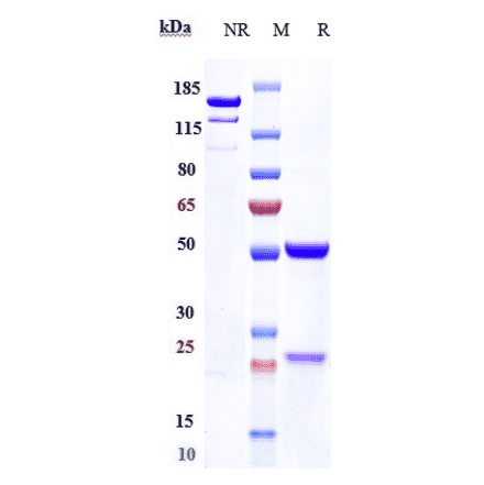 SDS-PAGE - Anti-DKK1 Antibody [BHQ880] - Low endotoxin, Azide free (A323996) - Antibodies.com