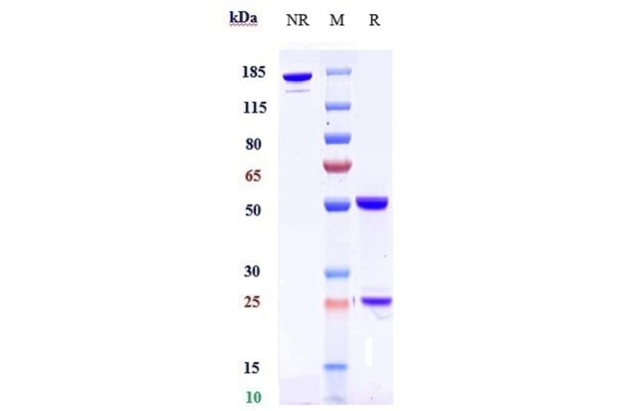 SDS-PAGE - Anti-DLK-1 Antibody [LIV-1205] - Low endotoxin, Azide free (A323997) - Antibodies.com