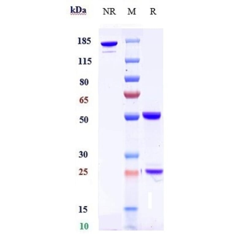 SDS-PAGE - Anti-DLK-1 Antibody [LIV-1205] - Low endotoxin, Azide free (A323997) - Antibodies.com