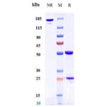 SDS-PAGE - Anti-DLK-1 Antibody [LIV-1205] - Low endotoxin, Azide free (A323997) - Antibodies.com