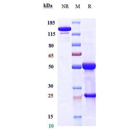 SDS-PAGE - Anti-DLL3 Antibody [Research Grade Biosimilar] - Low endotoxin, Azide free (A323998) - Antibodies.com