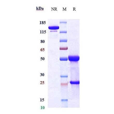 SDS-PAGE - Anti-DLL3 Antibody [Research Grade Biosimilar] - Low endotoxin, Azide free (A323998) - Antibodies.com
