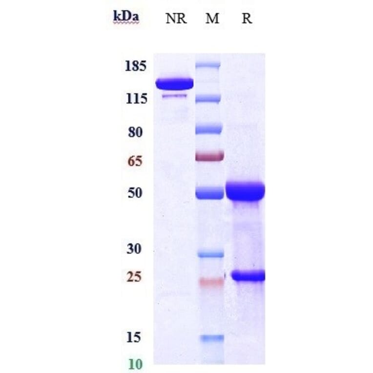 SDS-PAGE - Anti-DLL3 Antibody [Research Grade Biosimilar] - Low endotoxin, Azide free (A323998) - Antibodies.com