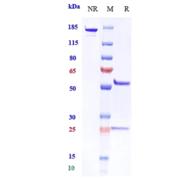 SDS-PAGE - Anti-DLL4 Antibody [Research Grade Biosimilar] - Low endotoxin, Azide free (A323999) - Antibodies.com