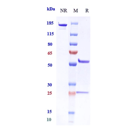 SDS-PAGE - Anti-DLL4 Antibody [Research Grade Biosimilar] - Low endotoxin, Azide free (A323999) - Antibodies.com