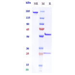 SDS-PAGE - Anti-DLL4 Antibody [Research Grade Biosimilar] - Low endotoxin, Azide free (A323999) - Antibodies.com