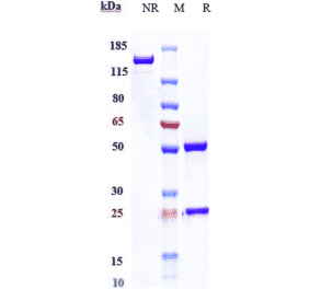 SDS-PAGE - Anti-DR6 Antibody [Research Grade Biosimilar] - Low endotoxin, Azide free (A324000) - Antibodies.com