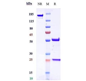 SDS-PAGE - Anti-Dysadherin Antibody [Research Grade Biosimilar] - Low endotoxin, Azide free (A324001) - Antibodies.com