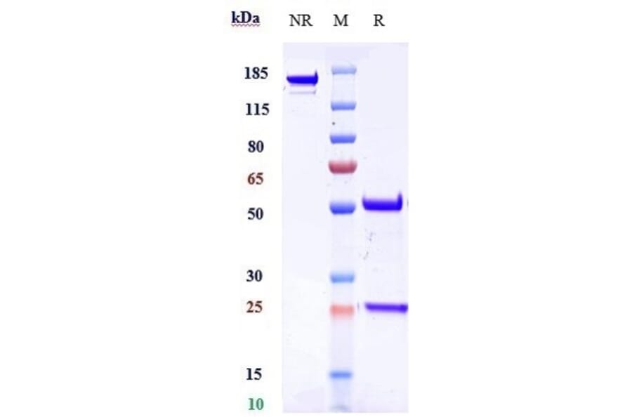 SDS-PAGE - Anti-Dysadherin Antibody [Research Grade Biosimilar] - Low endotoxin, Azide free (A324001) - Antibodies.com