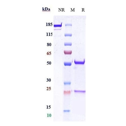 SDS-PAGE - Anti-E Cadherin Antibody [Research Grade Biosimilar] - Low endotoxin, Azide free (A324002) - Antibodies.com
