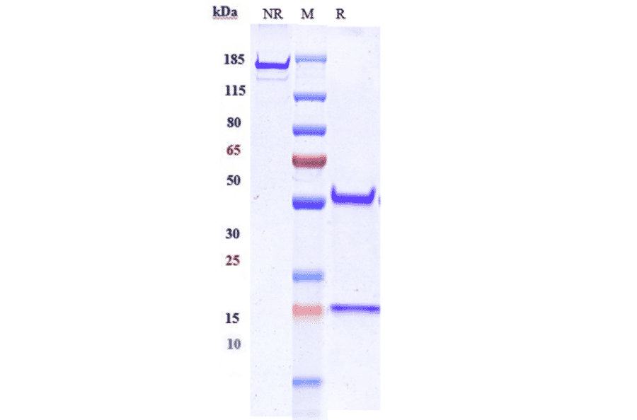 SDS-PAGE - Anti-EGFR Antibody [Research Grade Biosimilar] - Low endotoxin, Azide free (A324003) - Antibodies.com