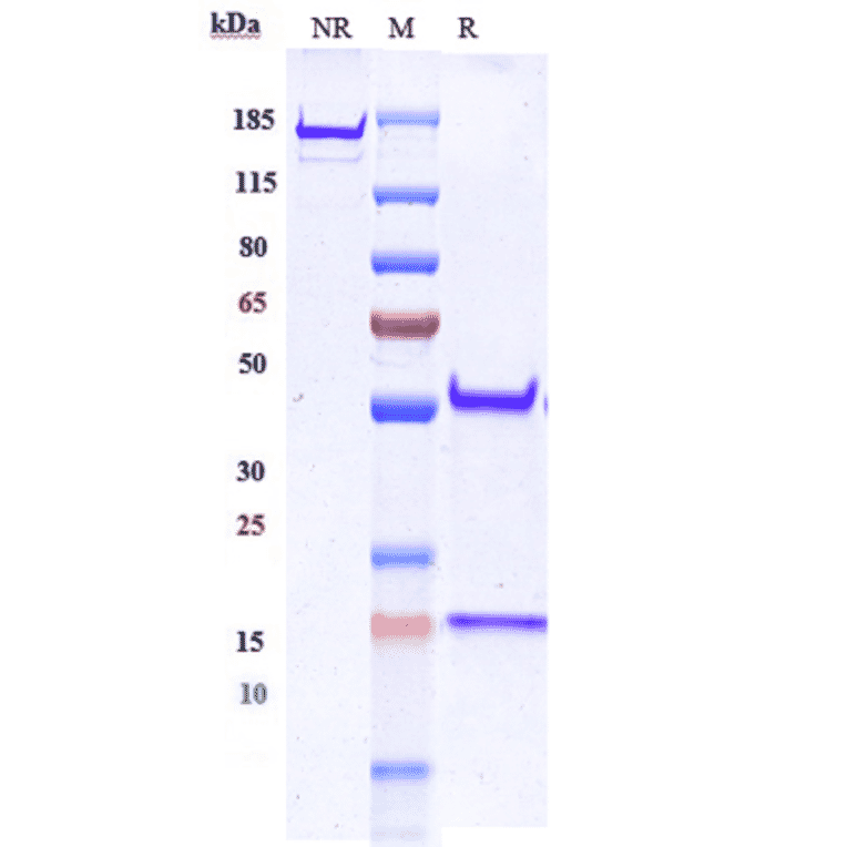 SDS-PAGE - Anti-EGFR Antibody [Research Grade Biosimilar] - Low endotoxin, Azide free (A324003) - Antibodies.com