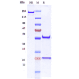 SDS-PAGE - Anti-EGFR Antibody [Research Grade Biosimilar] - Low endotoxin, Azide free (A324003) - Antibodies.com