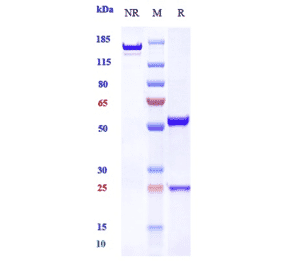 SDS-PAGE - Anti-EGFR Antibody [Research Grade Biosimilar] - Low endotoxin, Azide free (A324004) - Antibodies.com