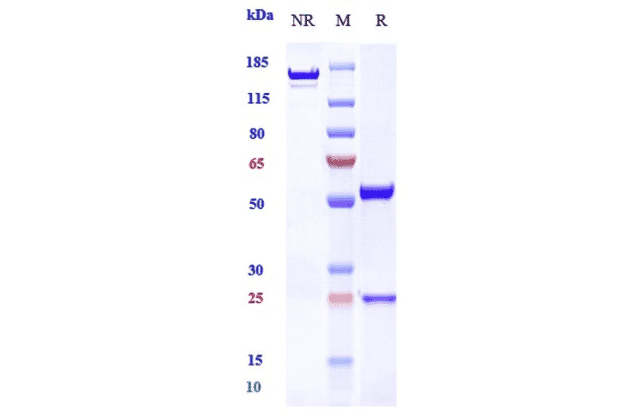 SDS-PAGE - Anti-EGFR Antibody [Research Grade Biosimilar] - Low endotoxin, Azide free (A324004) - Antibodies.com