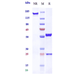 SDS-PAGE - Anti-EGFR Antibody [Research Grade Biosimilar] - Low endotoxin, Azide free (A324004) - Antibodies.com