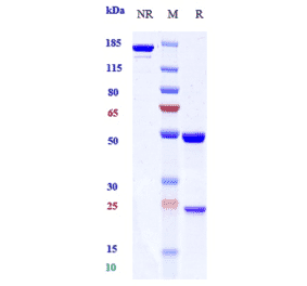 SDS-PAGE - Anti-EGFR Antibody [Research Grade Biosimilar] - Low endotoxin, Azide free (A324005) - Antibodies.com