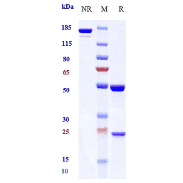 SDS-PAGE - Anti-EGFR Antibody [Research Grade Biosimilar] - Low endotoxin, Azide free (A324005) - Antibodies.com