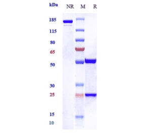 SDS-PAGE - Anti-EGFR Antibody [Research Grade Biosimilar] - Low endotoxin, Azide free (A324006) - Antibodies.com