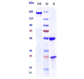SDS-PAGE - Anti-EGFR Antibody [7A7] - Low endotoxin, Azide free (A324007) - Antibodies.com