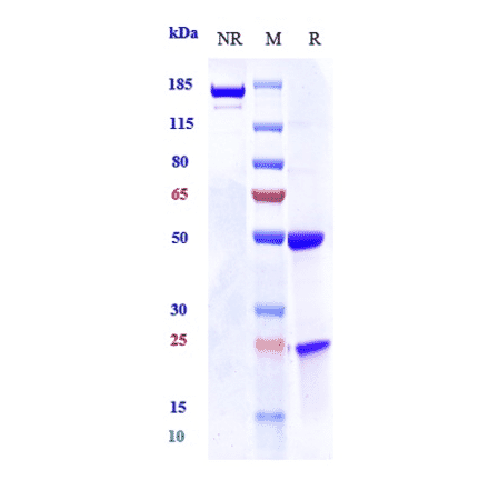 SDS-PAGE - Anti-EGFR Antibody [7A7] - Low endotoxin, Azide free (A324007) - Antibodies.com