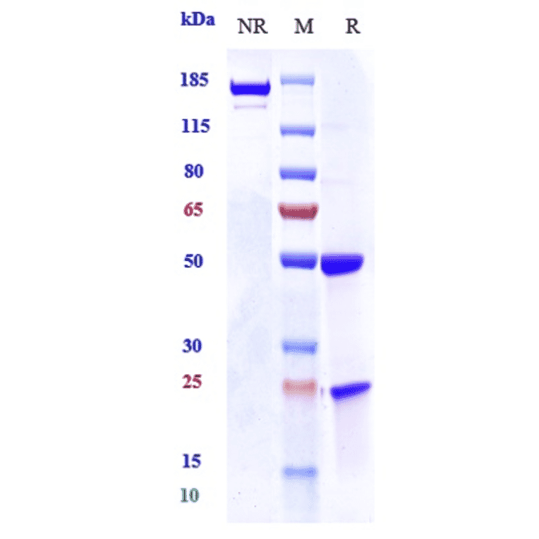 SDS-PAGE - Anti-EGFR Antibody [7A7] - Low endotoxin, Azide free (A324007) - Antibodies.com