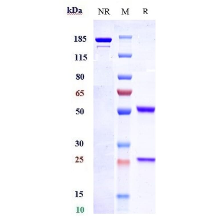 SDS-PAGE - Anti-Endothelin B Receptor/ET-B Antibody [DEDN6526A] - Low endotoxin, Azide free (A324009) - Antibodies.com