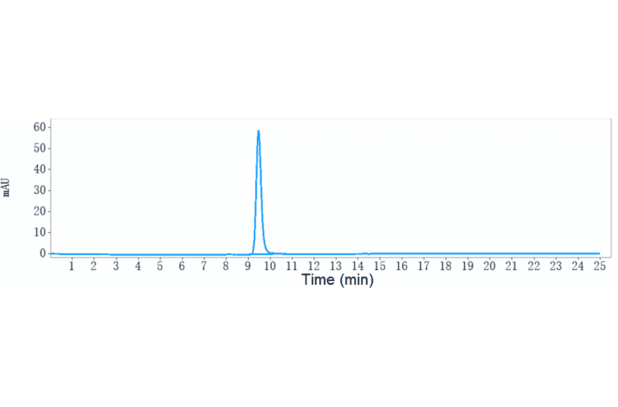 SEC-HPLC - Anti-Endothelin B Receptor/ET-B Antibody [DEDN6526A] - Low endotoxin, Azide free (A324009) - Antibodies.com