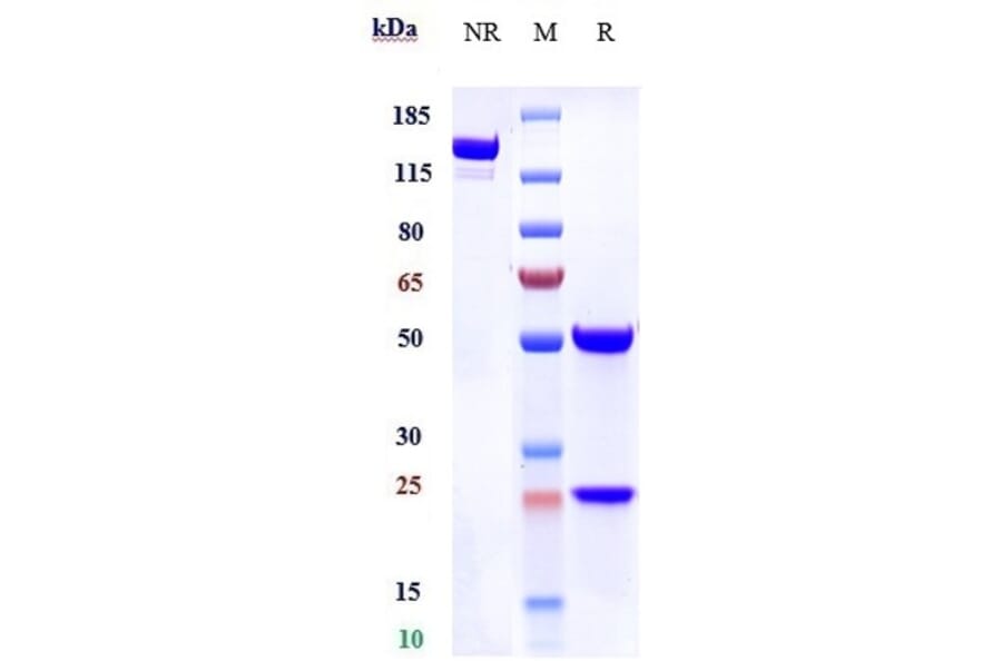 SDS-PAGE - Anti-Eph Receptor A2 Antibody [Research Grade Biosimilar] - Low endotoxin, Azide free (A324011) - Antibodies.com