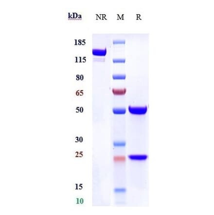 SDS-PAGE - Anti-Eph Receptor A2 Antibody [Research Grade Biosimilar] - Low endotoxin, Azide free (A324011) - Antibodies.com