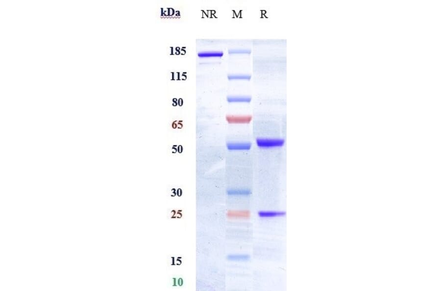 SDS-PAGE - Anti-Eph Receptor A2 Antibody [MEDI-547] - Low endotoxin, Azide free (A324012) - Antibodies.com