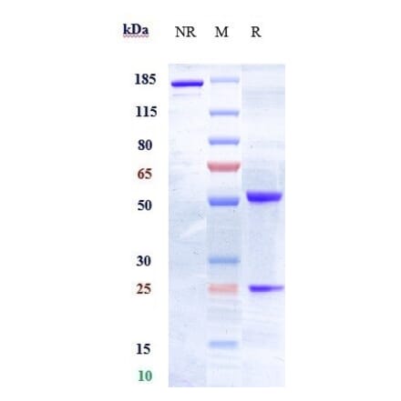SDS-PAGE - Anti-Eph Receptor A2 Antibody [MEDI-547] - Low endotoxin, Azide free (A324012) - Antibodies.com